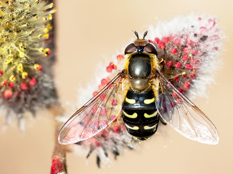 Scaeva selenitica (Weibchen)