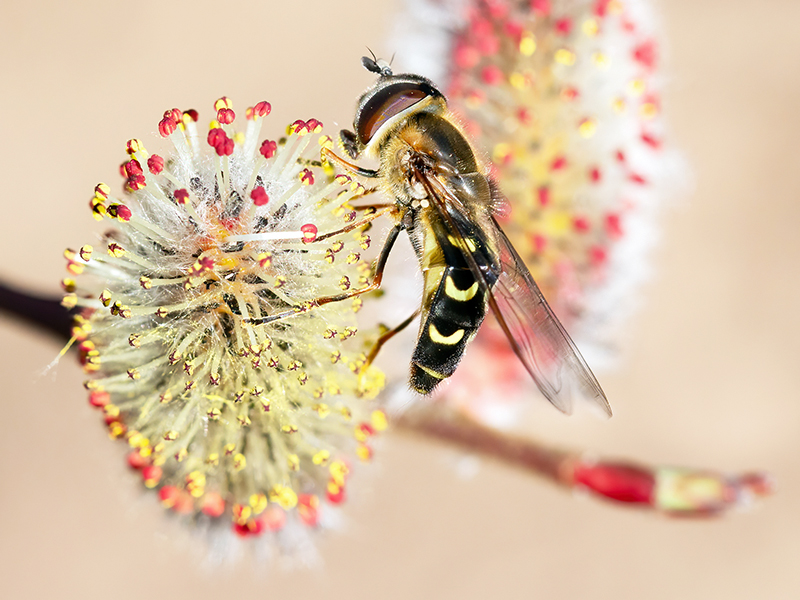 Scaeva selenitica (Weibchen)