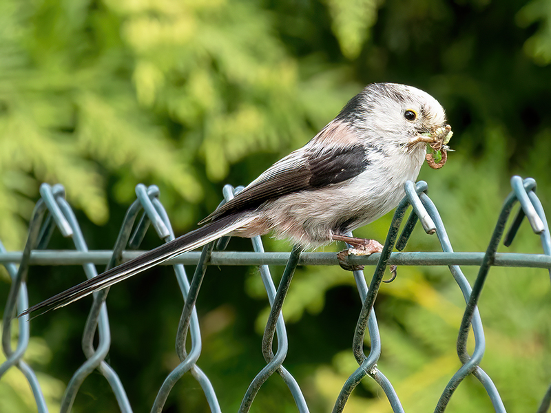 Schwanzmeise mit Futter