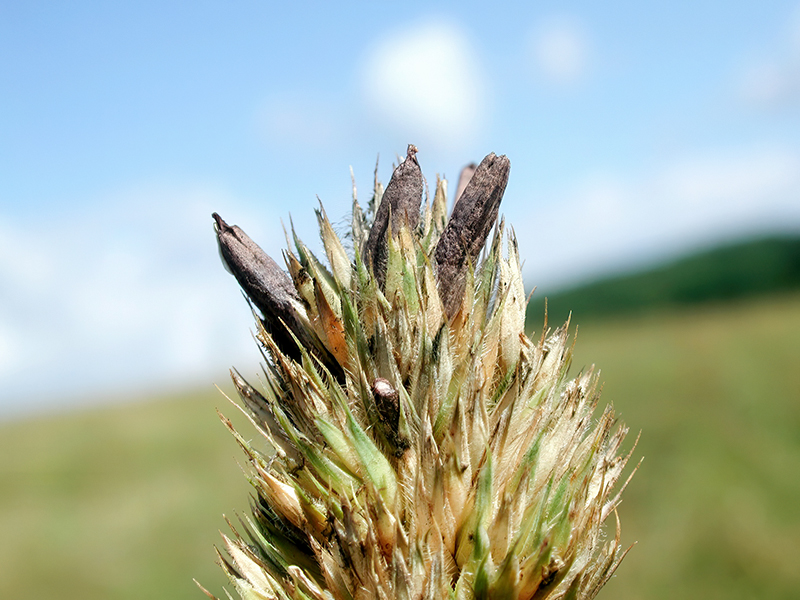 Mutterkorn (Secale cornutum)