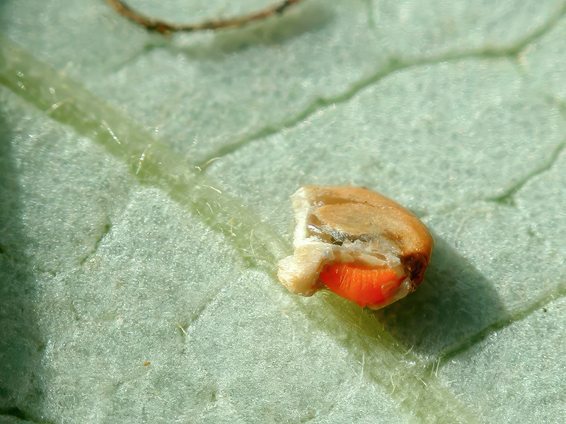 Semudobia betulae (Larve)