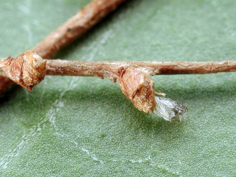 Semudobia skuhravae (Puppenhülle nach Schlupf)