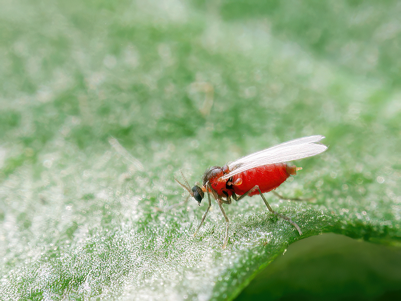Semudobia skuhravae (Weibchen)