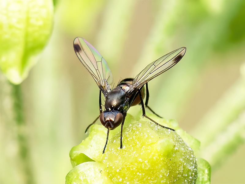 Sepsis fulgens