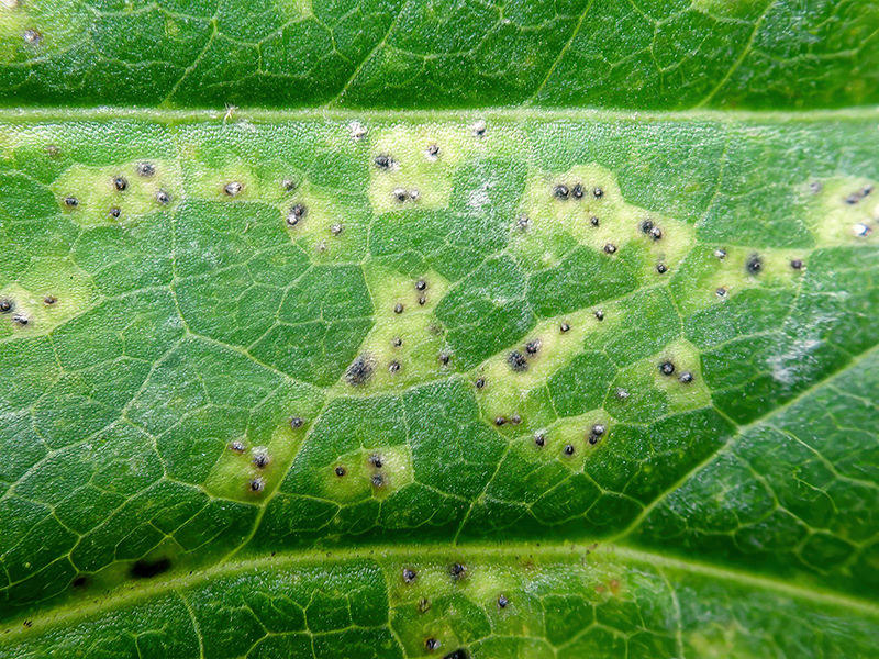 Septoria aegopodii