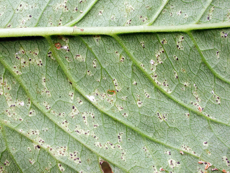Septoria aegopodii