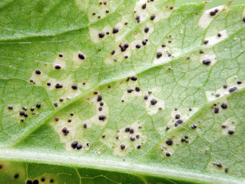Septoria aegopodii