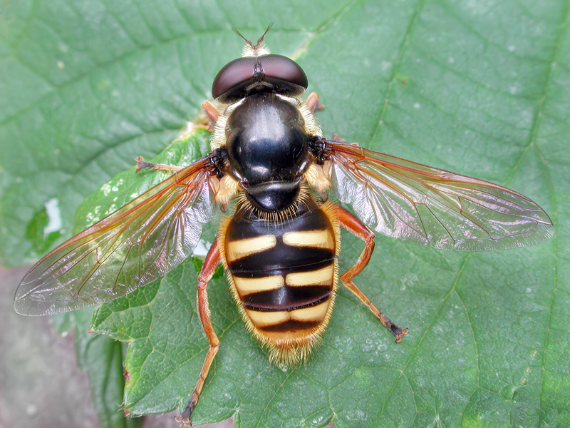 Sericomyia silentis (Männchen)