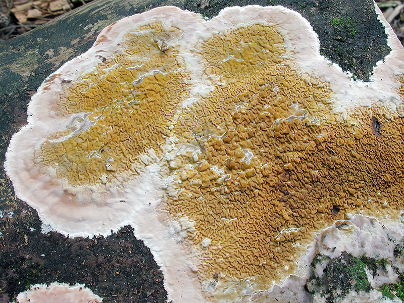 Serpula himantioides