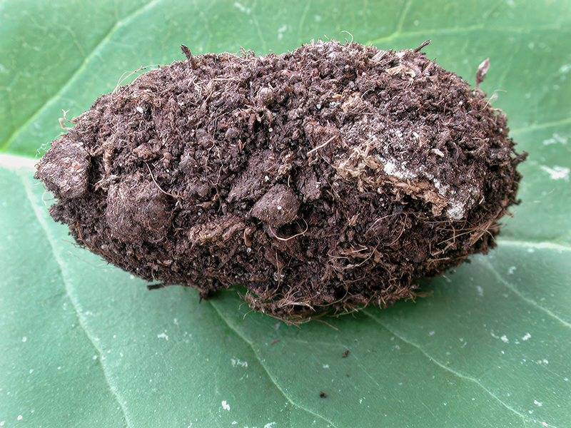 Shargacucullia scrophulariae (Kokon)