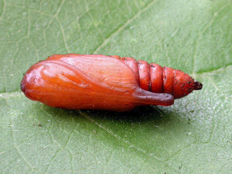 Shargacucullia scrophulariae (Puppe)