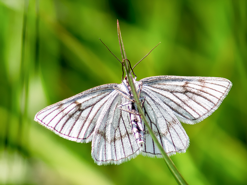 Siona lineata