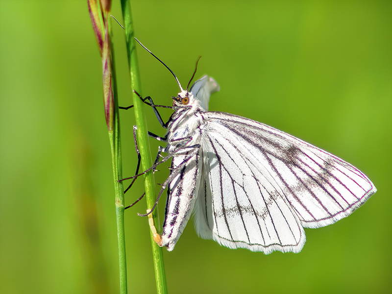 Siona lineata (Eiablage)
