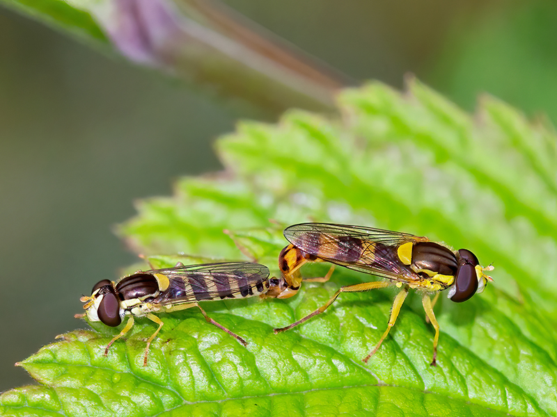 Sphaerophoria scripta (Paarung)