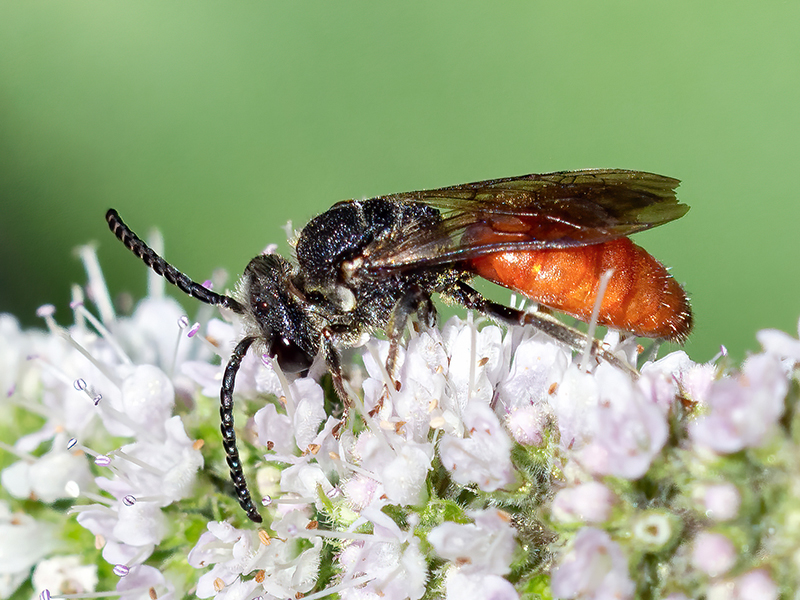 Sphecodes albilabris