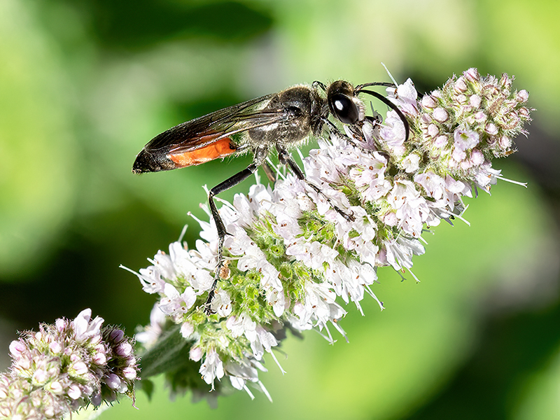 Sphex funerarius (Männchen)