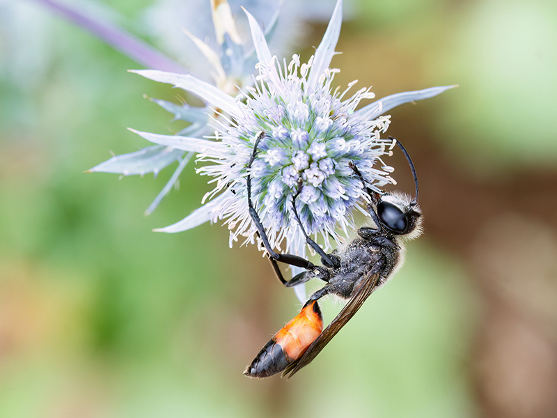 Sphex funerarius (Männchen)