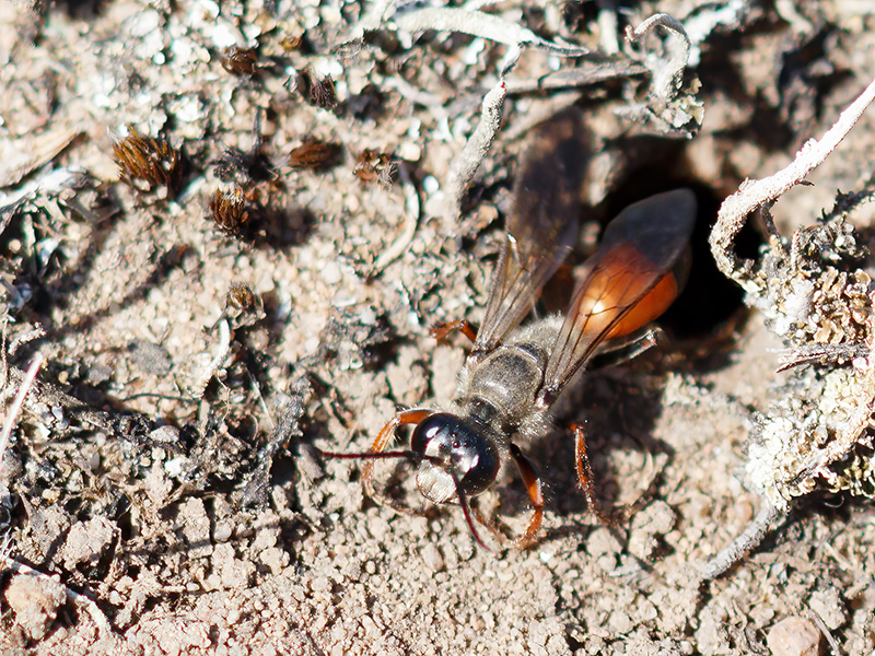 Sphex funerarius (Weibchen am Nesteingang)