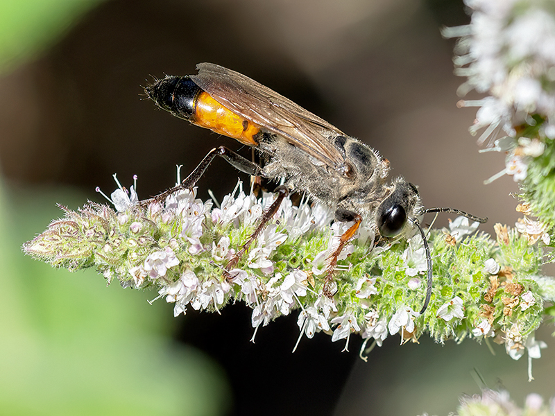 Sphex funerarius (Weibchen)