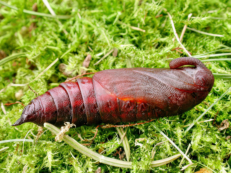 Sphinx pinastri (Puppe)