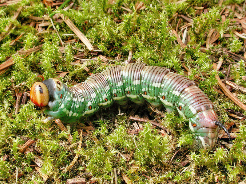 Sphinx pinastri (Raupe)