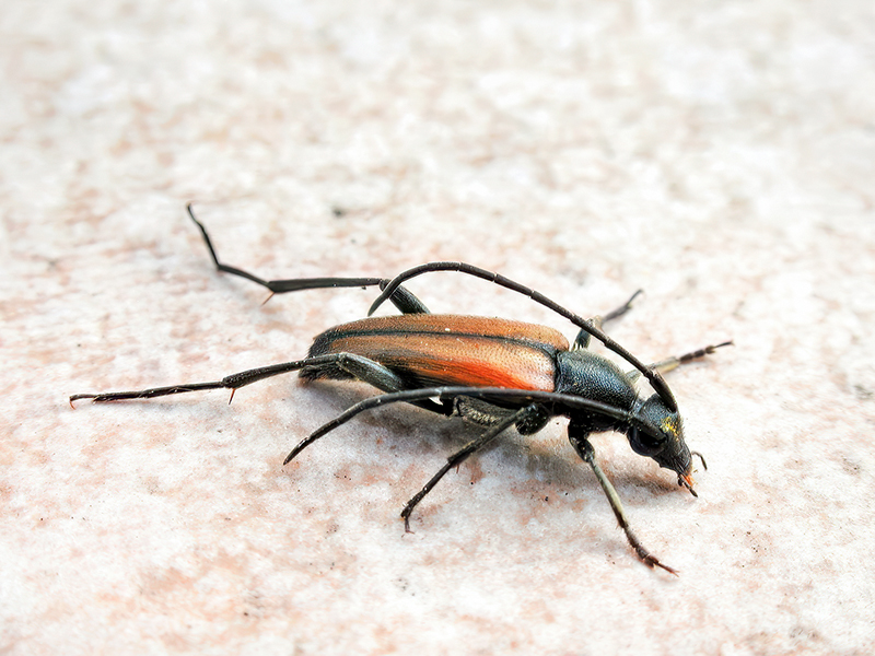 Stenurella melanura (Männchen)