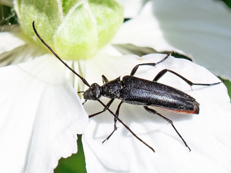 Stenurella nigra