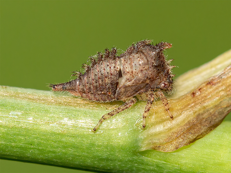 Stictocephala bisonia (Larve)