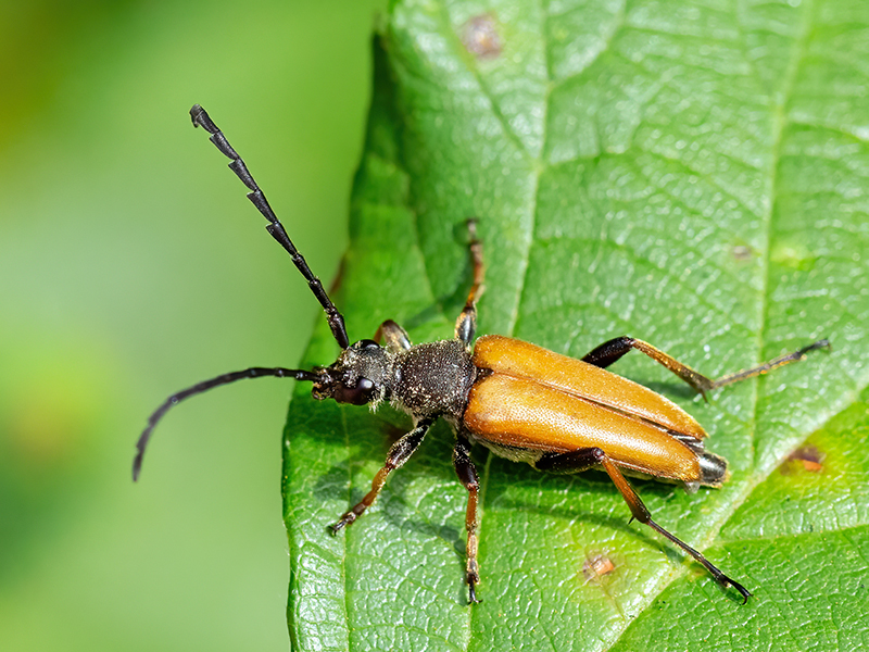 Stictoleptura rubra (Männchen)