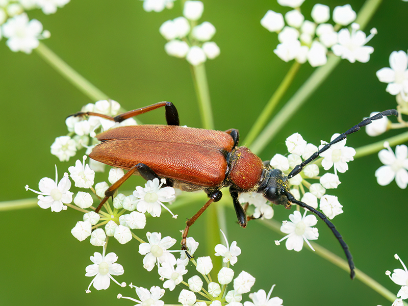 Stictoleptura rubra (Weibchen)