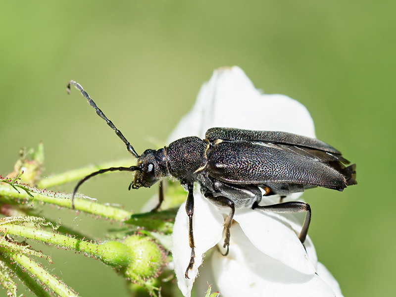 Stictoleptura scutellata