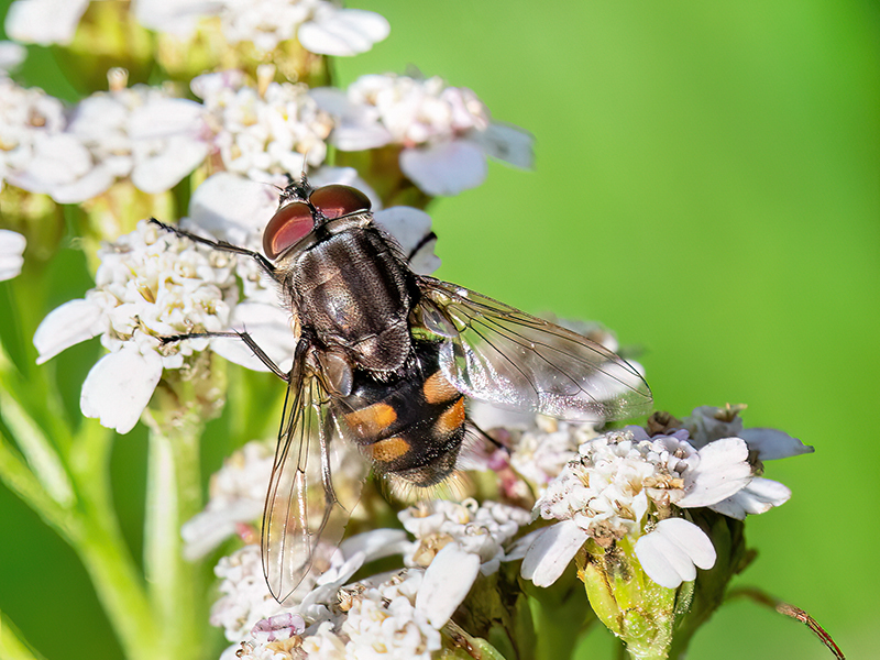 Stomorhina lunata (Männchen)