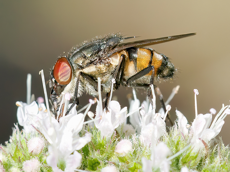 Stomorhina lunata (Männchen)