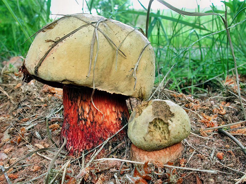 Suillellus luridus