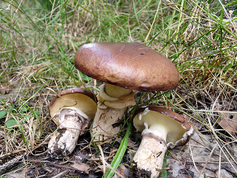 Suillus luteus