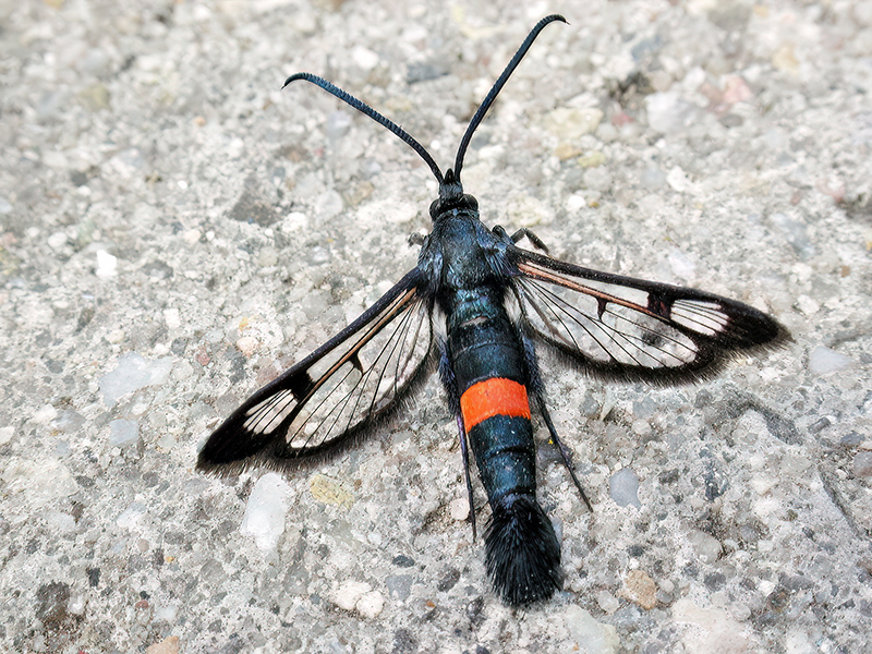 Synanthedon myopaeformis