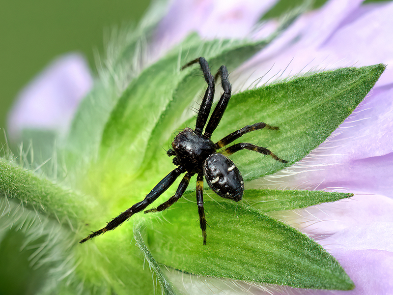 Synema globosum (Männchen)