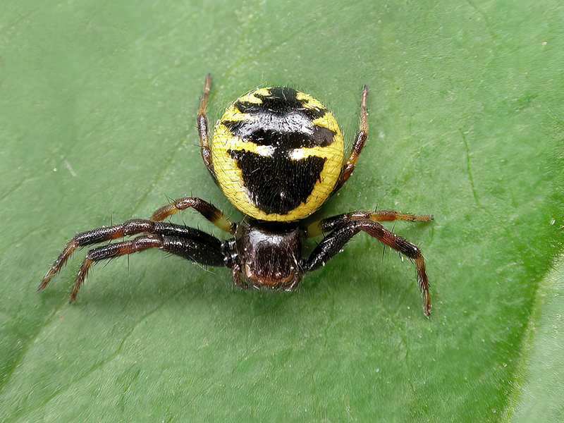 Synema globosum (Weibchen)