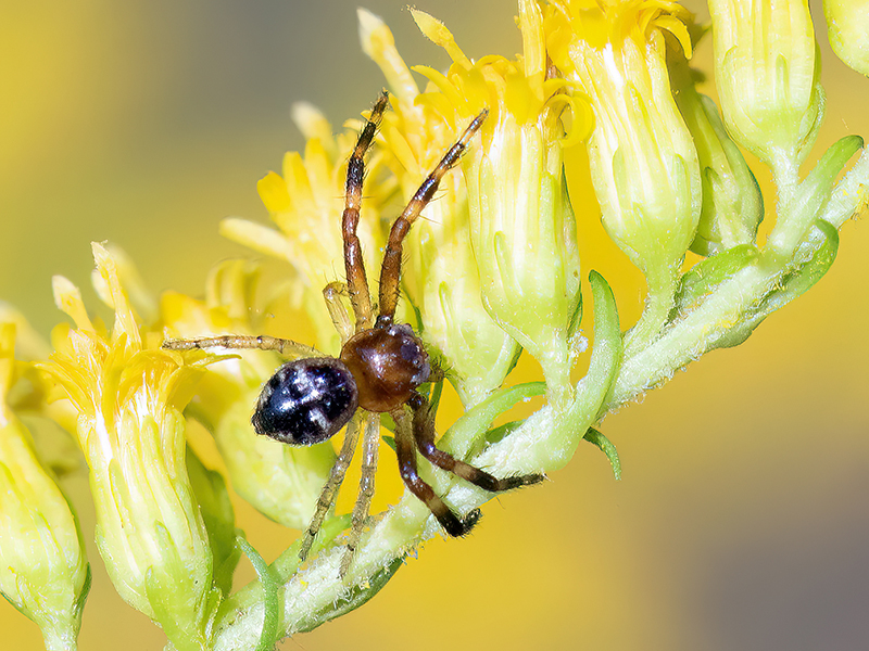Synema globosum (Jungtier)