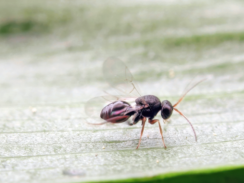 Synergus clandestinus
