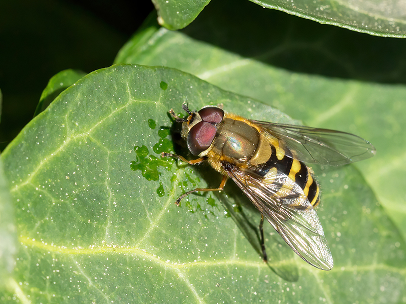 Syrphus torvus (Männchen)
