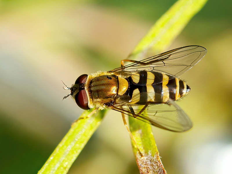 Syrphus vitripennis (Weibchen)