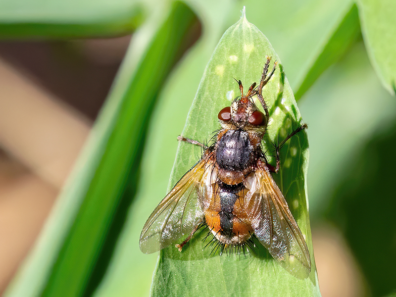 Tachina fera