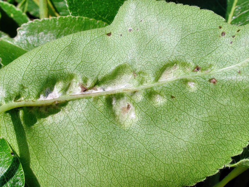 Taphrina bullata