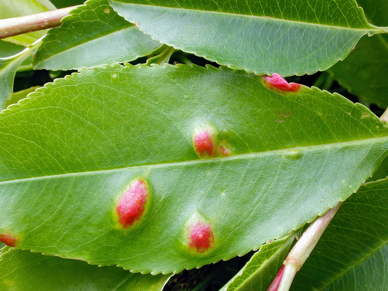 Taphrina farlowii