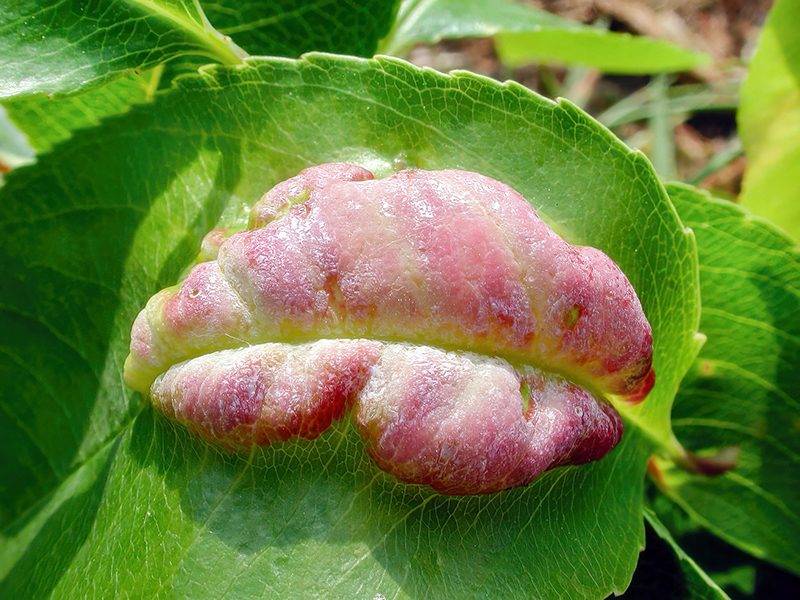 Taphrina farlowii