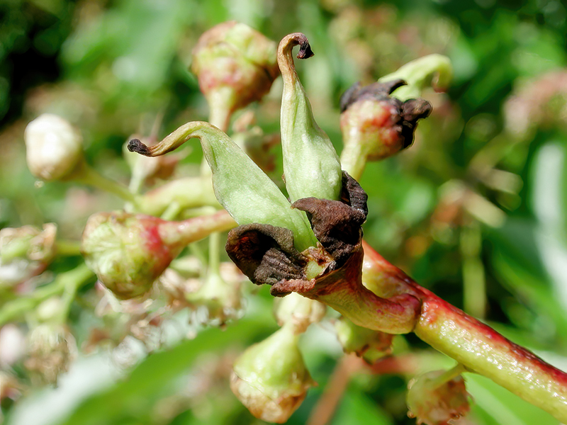Taphrina farlowii