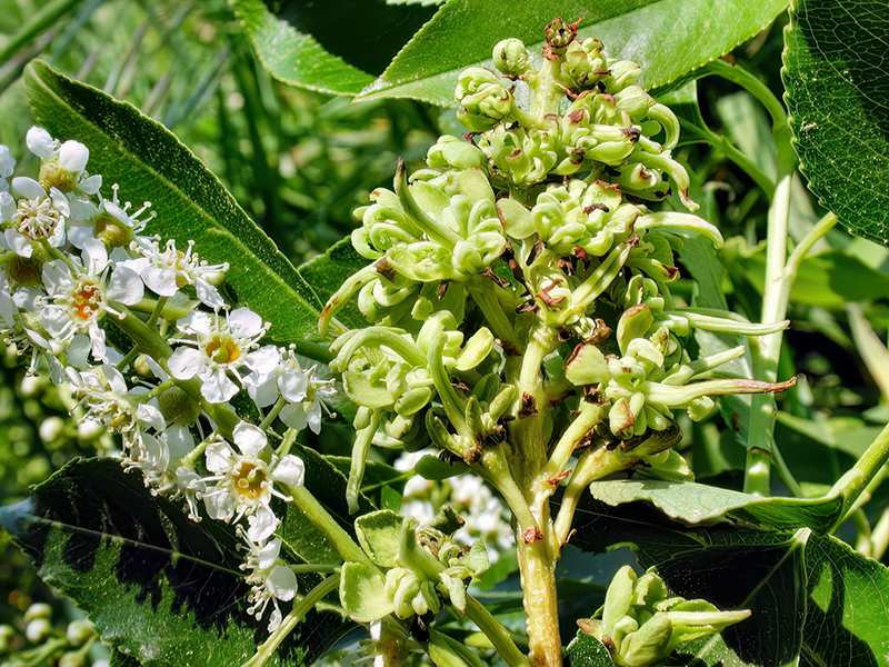 Taphrina padi