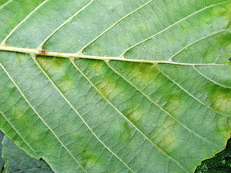 Taphrina sadebeckii