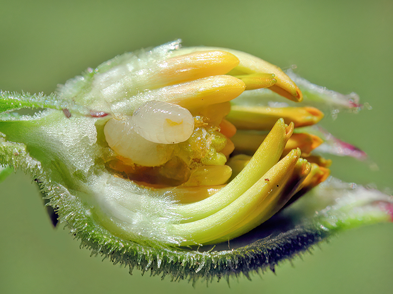 Tephritis praecox (Larven)